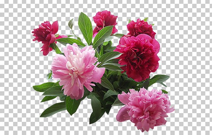 Symbol Skin PNG, Clipart, Annual Plant, Bedeutung, Bisou, Blog, Carnation Free PNG Download