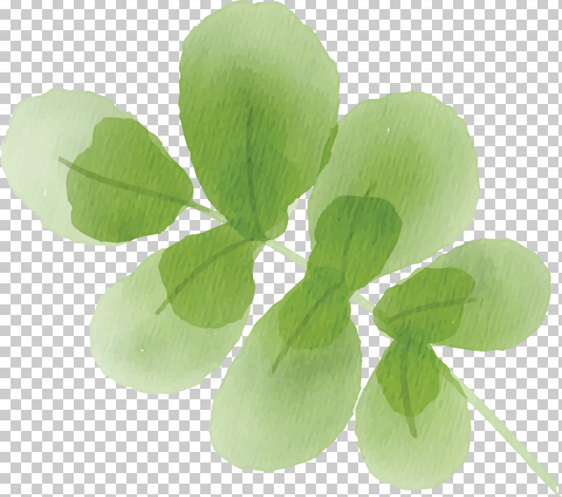 Green Leaf Plant Petal Flower PNG, Clipart, Annual Plant, Flower, Grass, Green, Leaf Free PNG Download