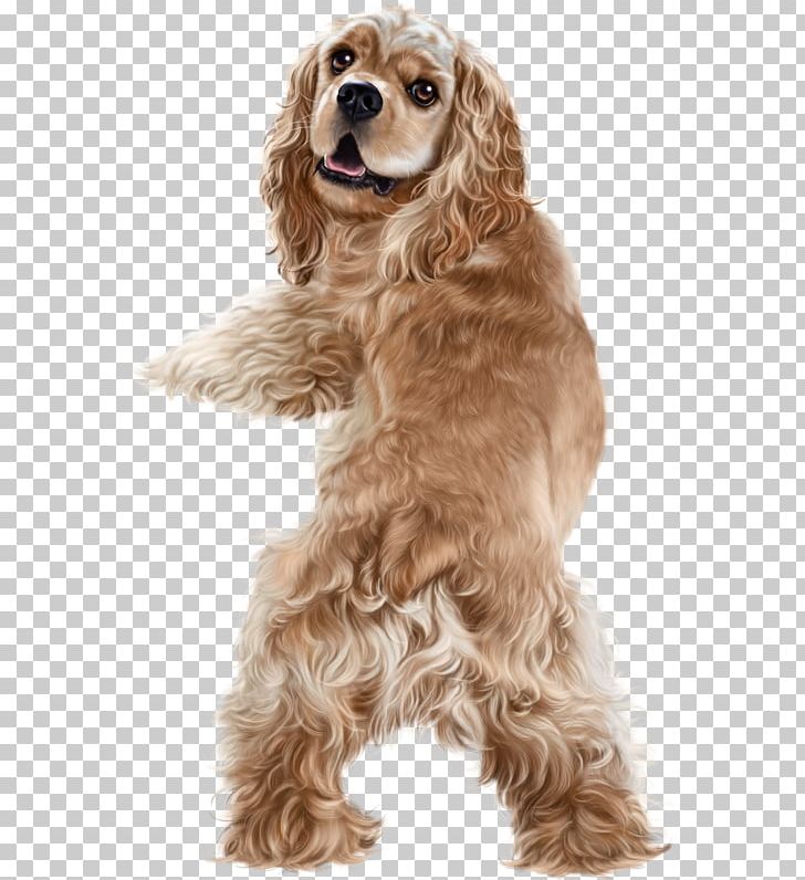 American Cocker Spaniel PNG, Clipart, 3d Computer Graphics, American Cocker Spaniel, Carnivoran, Cockapoo, Cocker Spaniel Free PNG Download