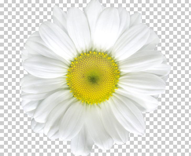 Common Daisy Stock Photography PNG, Clipart, Annual Plant, Camomile, Chamomile, Chrysanths, Clip Art Free PNG Download