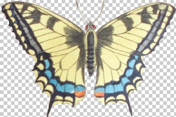 Monarch Butterfly Gossamer-winged Butterflies Silkworm Brush-footed Butterflies PNG, Clipart, Arthropod, Bombycidae, Brush Footed Butterflies, Brush Footed Butterfly, Butterfly Free PNG Download