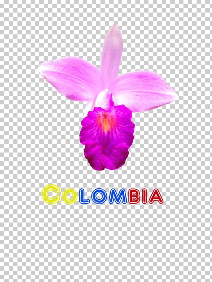 Moth Orchids Cattleya Orchids Flower Plant PNG, Clipart, Cattleya, Cattleya Orchids, Colombia, Flora, Flower Free PNG Download