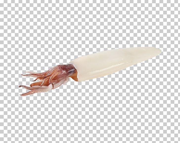 Squid PNG, Clipart, Animal Source Foods, Cephalopod, Clam, Frozen, Invertebrate Free PNG Download