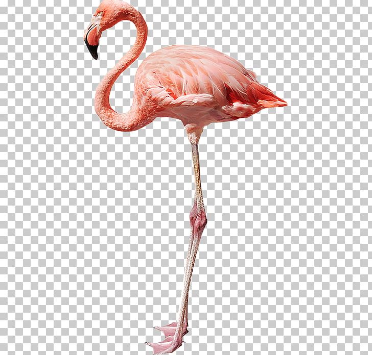 Flamingo Stock Photography PNG, Clipart, Animals, Beak, Bird, Canvas Print, Drawing Free PNG Download