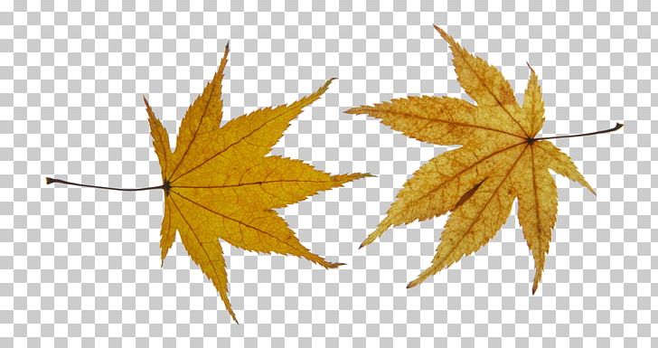 Maple Leaf PNG, Clipart, Autumn Leaves, Autumn Maple Leaves, Banana Leaves, Computer Wallpaper, Cosa Free PNG Download