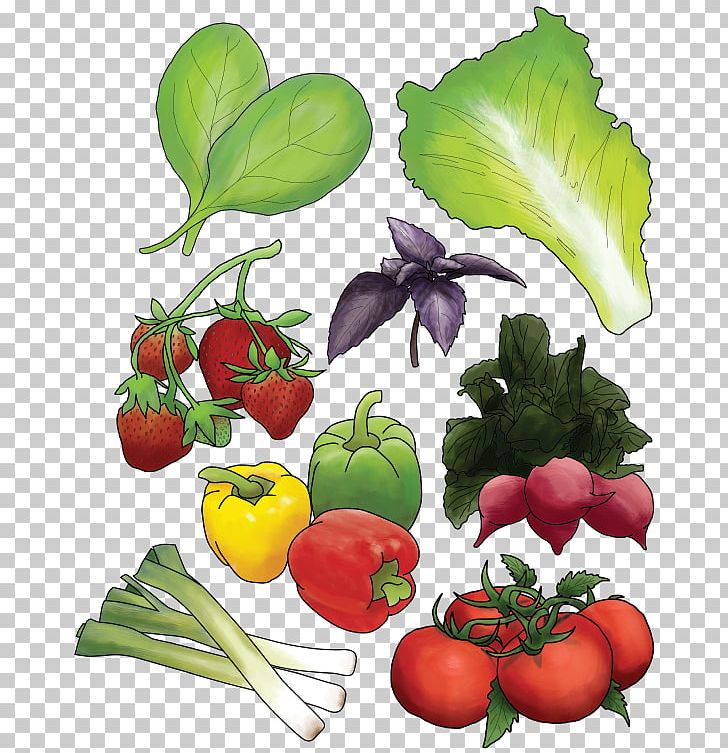Organic Food Leaf Vegetable Farm PNG, Clipart, Aquaponics, Diet, Diet Food, Farm, Flower Free PNG Download