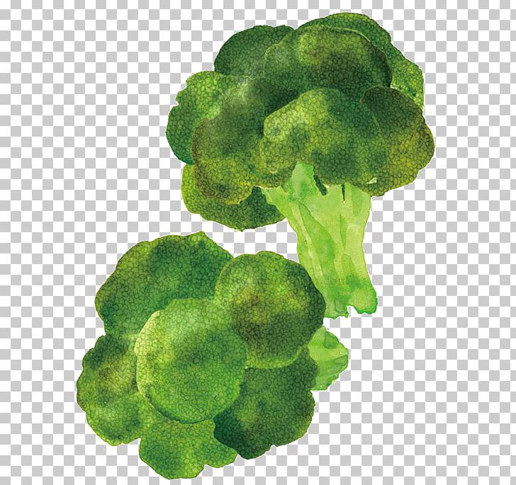 Broccoli Cartoon Illustrator Food Illustration PNG, Clipart, Balloon Cartoon, Boy Cartoon, Broccoli, Cartoon, Cartoon Alien Free PNG Download