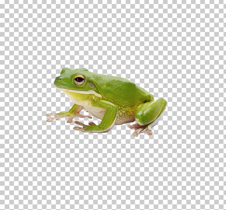 Common Frog Amphibian Tadpole PNG, Clipart, American Bullfrog, Animal, Animals, Balance Of Nature, Blue Free PNG Download