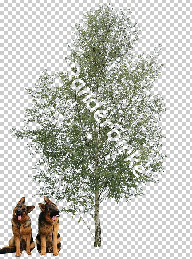 Paper Birch Populus Alba Tree Oak Plant PNG, Clipart, Bark, Birch, Birch Tree, Branch, Cottonwood Free PNG Download