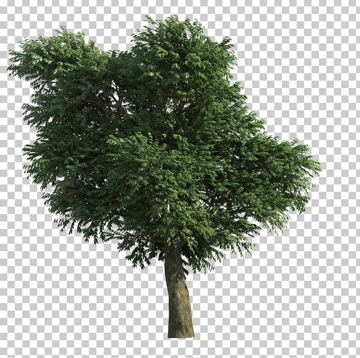 Stone Pine Tree PNG, Clipart, 724, Branch, Computer Icons, Evergreen, Houseplant Free PNG Download