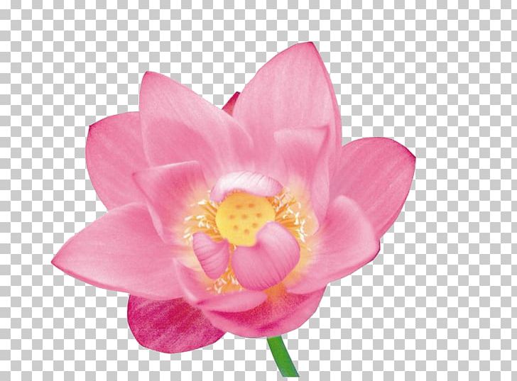 Flower Petal Stock Photography PNG, Clipart, Aquatic Plant, Color, Elegant, Flower, Flowering Plant Free PNG Download