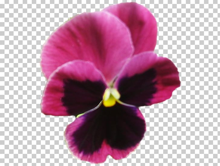 Pansy Violet Moth Orchids Close-up PNG, Clipart, Closeup, Flower, Flowering Plant, Magenta, Moth Orchid Free PNG Download