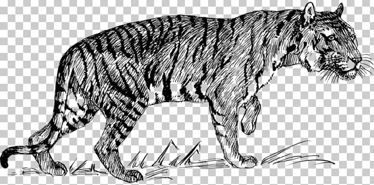 Tiger PNG, Clipart, Animals, Artwork, Big Cats, Black And White, Carnivoran Free PNG Download