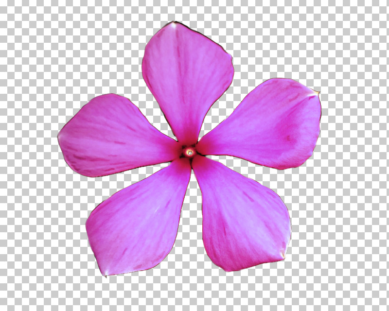 Petal Pink Flower Violet Plant PNG, Clipart, Flower, Geranium, Herbaceous Plant, Impatiens, Magenta Free PNG Download