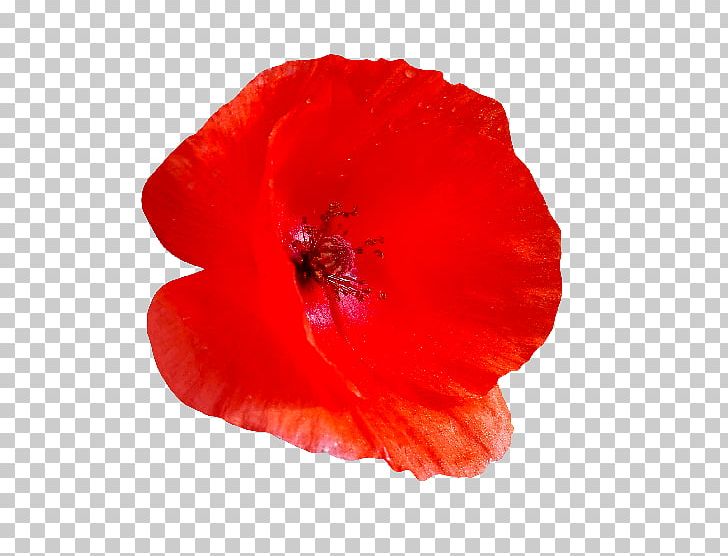 Common Poppy Papaveraceae Flower Remembrance Poppy PNG, Clipart, Common Poppy, Computer Icons, Coquelicot, Flower, Flowering Plant Free PNG Download