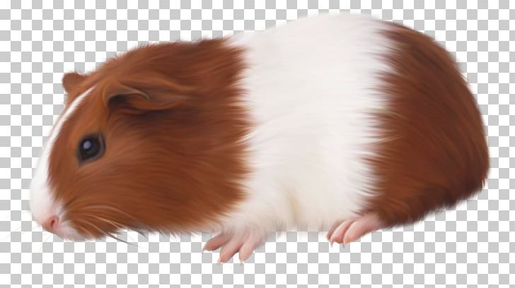 Guinea Pig Rodent Domestic Pig Animal PNG, Clipart, Animal, Com, Domestic Pig, Fur, Guinea Pig Free PNG Download
