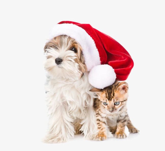 Hat Dogs And Cats PNG, Clipart, Cats Clipart, Christmas, Christmas Hats, Dog, Dogs Clipart Free PNG Download
