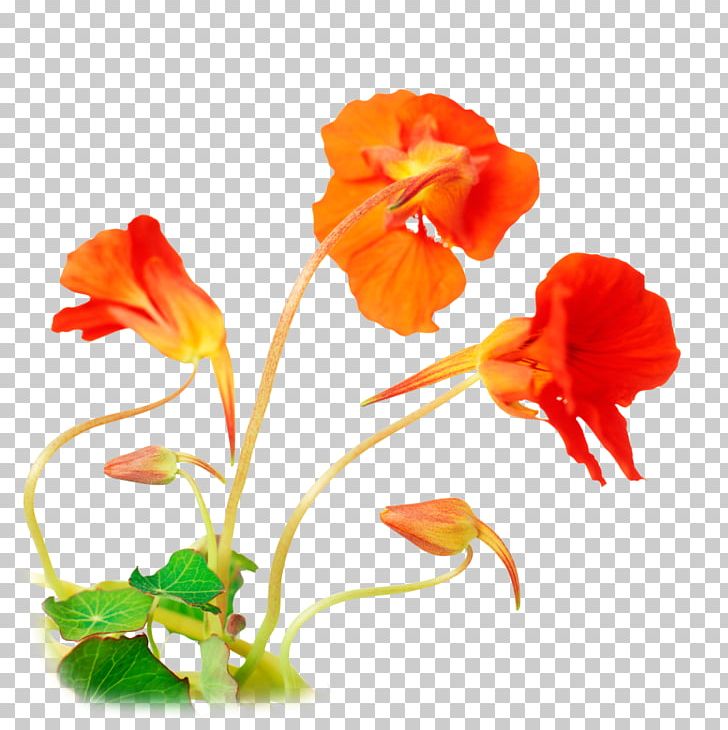 Tropaeolum Majus Garden Seed Flowering Plant PNG, Clipart, Annual Plant, Chameleon Plant, Cut Flowers, Edible Flower, Flower Free PNG Download