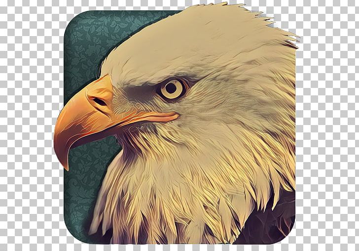 Bald Eagle Beak Close-up PNG, Clipart, Accipitriformes, Animals, Bald Eagle, Beak, Bird Free PNG Download