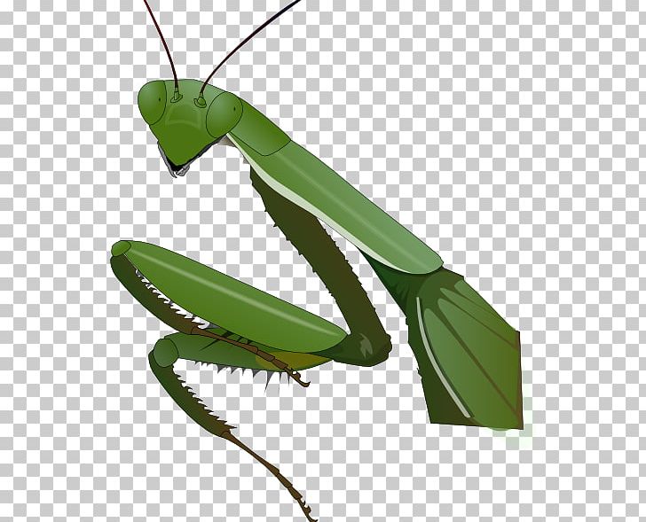 Insect Mantis Drawing PNG, Clipart, Arthropod, Cartoon, Drawing, Grasshopper, Insect Free PNG Download