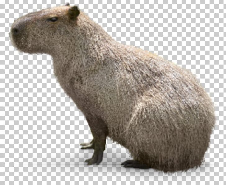 Capybara Interdigital Webbing Webbed Toes Hellabrunn Zoo Snout PNG, Clipart, Capybara, Darin, Die, Erde, Fauna Free PNG Download