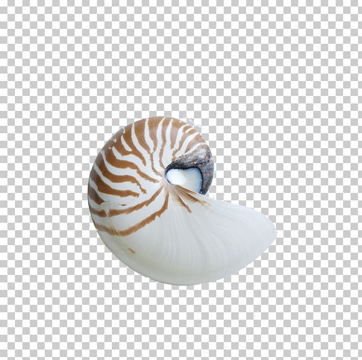 Chambered Nautilus Seashell Sea Snail Gastropod Shell PNG, Clipart, Chambered Nautilus, Conch, Conch Shell, Creative, Creative Summer Free PNG Download