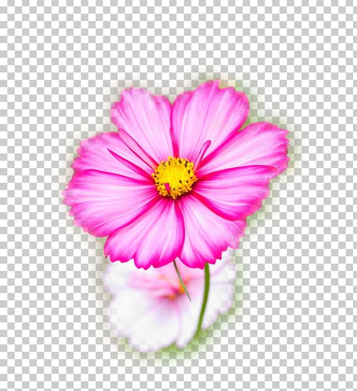 Cosmos Bipinnatus Flower Seed Garden Annual Plant PNG, Clipart, Annual Plant, Cake, Cosmos, Cosmos Bipinnatus, Daisy Family Free PNG Download