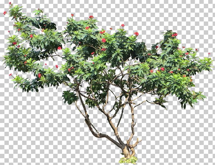 Jatropha Integerrima Tree Jatropha Curcas Plant Shrub PNG, Clipart, Branch, Evergreen, Flower, Flowering Plant, Flowerpot Free PNG Download