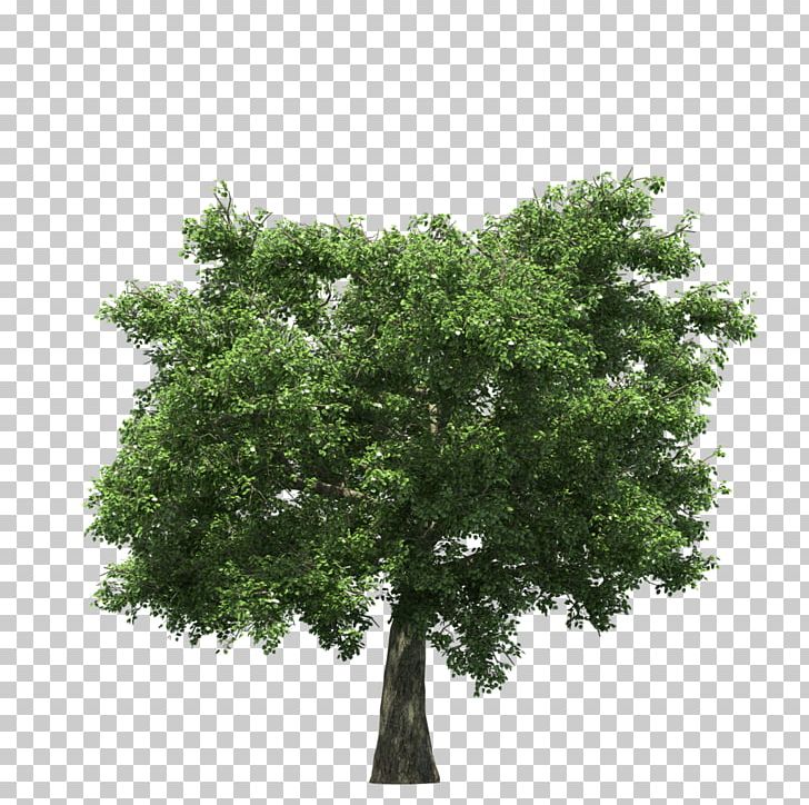 Stock Photography Tree PNG, Clipart, Branch, Depositphotos, Idea, Nature, Oak Free PNG Download