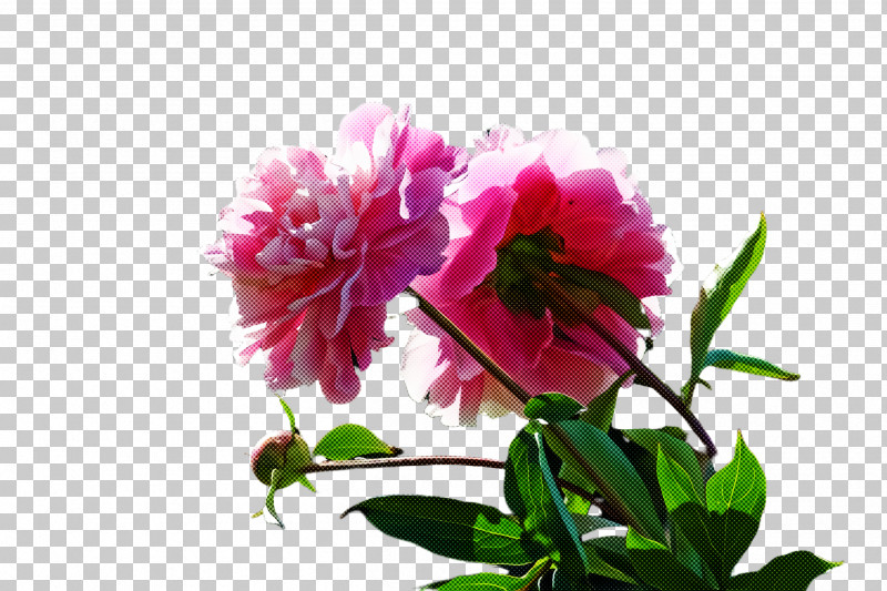 Flower Plant Petal Pink Common Peony PNG, Clipart, Carnation, Chinese Peony, Common Peony, Flower, Peony Free PNG Download