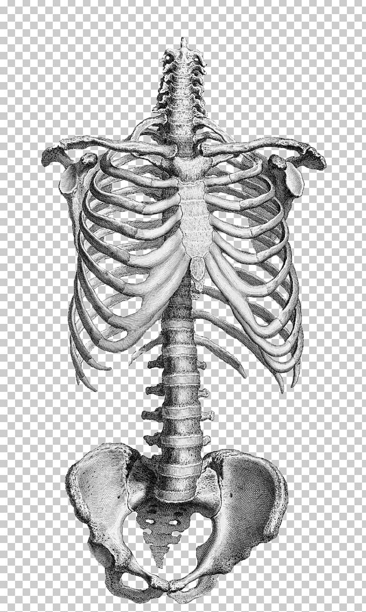 Anatomy Drawing Human Skeleton Vertebral Column Bone PNG, Clipart, Anatomy, Artist, Black And White, Bone, Drawing Free PNG Download