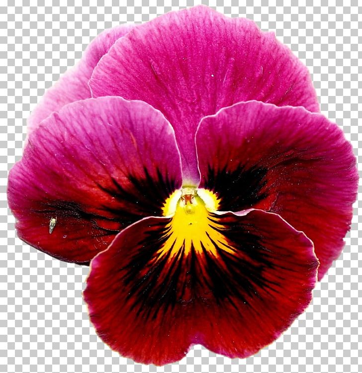 European Field Pansy Violet Annual Plant Flower PNG, Clipart, Annual Plant, Floral Design, Flower, Flowering Plant, Magenta Free PNG Download