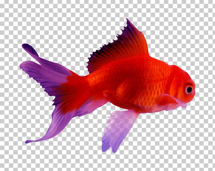 Goldfish Siamese Fighting Fish Koi Android PNG, Clipart, Android, Aquarium, Arowana, Bony Fish, Carp Free PNG Download