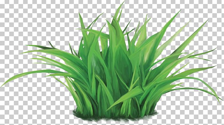 Raster Graphics Herbaceous Plant PNG, Clipart, Aquarium Decor, Clip Art, Color, Commodity, Display Resolution Free PNG Download