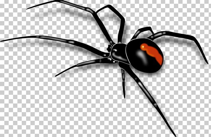 Redback Spider Southern Black Widow PNG, Clipart, Arachnid, Arthropod, Black Widow, Insect, Invertebrate Free PNG Download