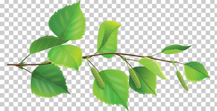 Treelet Drawing Leaf PNG, Clipart, Agaclar, Birch, Blog, Branch, Coloring Book Free PNG Download