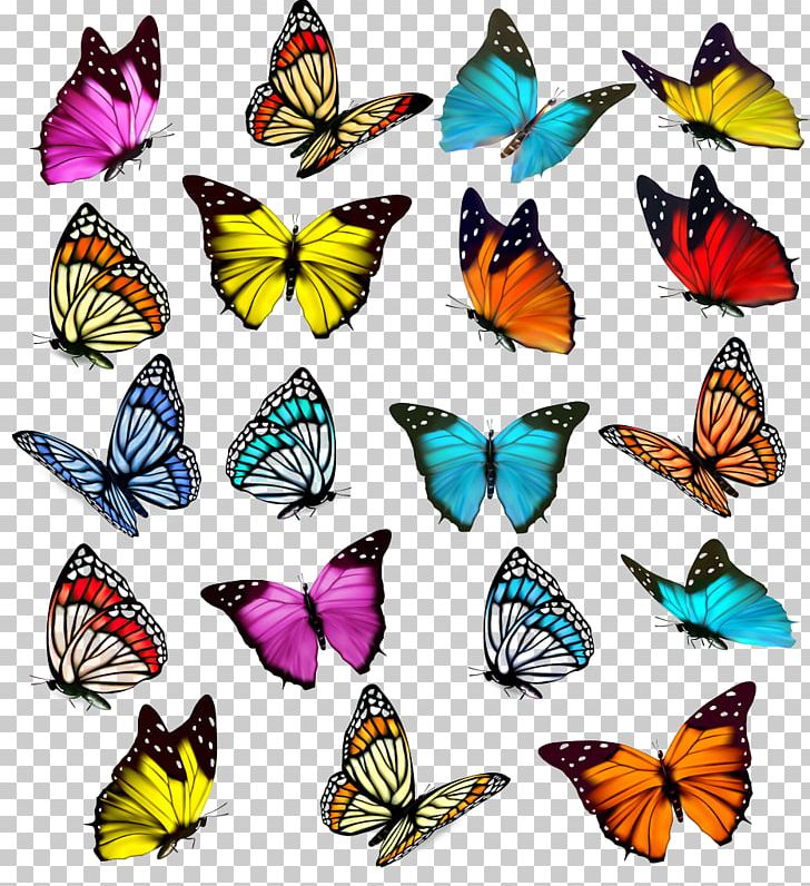 Butterfly PNG, Clipart, Art, Brush Footed Butterfly, Butterflies, Butterfly Group, Decorative Free PNG Download