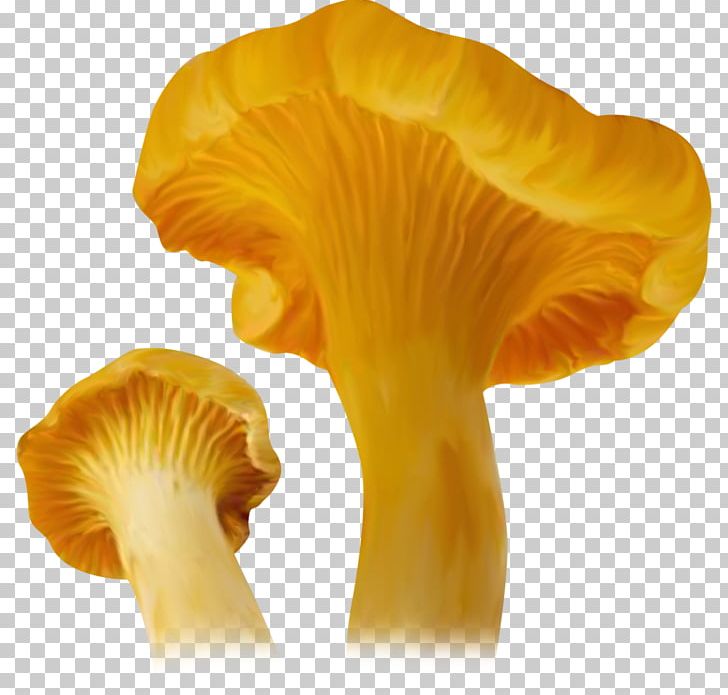 Fungus Oyster Mushroom Agaricaceae Collage PNG, Clipart, Agaricaceae, Child, Collage, Edible Mushroom, Fungus Free PNG Download