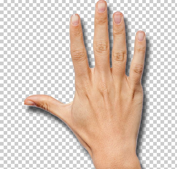 Handedness Finger Thumb PNG, Clipart, Arm, Finger, Hand, Handedness, Hand Model Free PNG Download