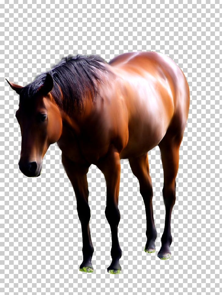 American Paint Horse Andalusian Horse Mustang Foal Stallion PNG, Clipart, American Paint Horse, Andalusian Horse, Animal, Animals, Bit Free PNG Download