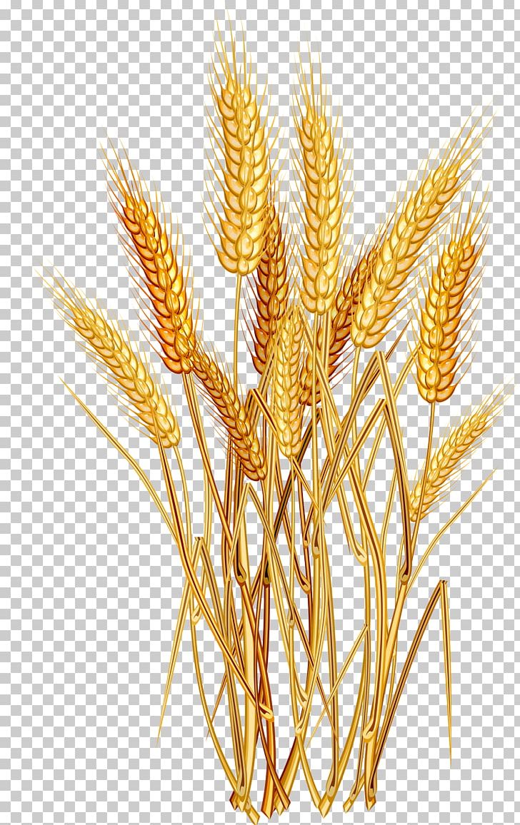 Common Wheat Ear Cereal PNG, Clipart, Avena, Cereal Germ, Commodity, Common, Dinkel Wheat Free PNG Download