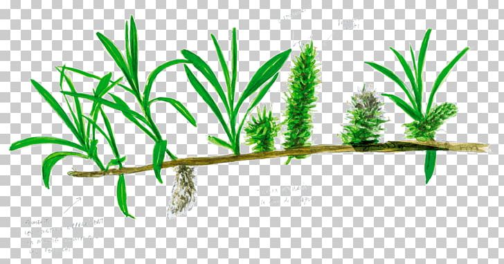 Salix Viminalis Tree Arecaceae Branch Leaf PNG, Clipart, Aquarium Decor, Arecaceae, Arecales, Basket Weaver, Basket Weaving Free PNG Download
