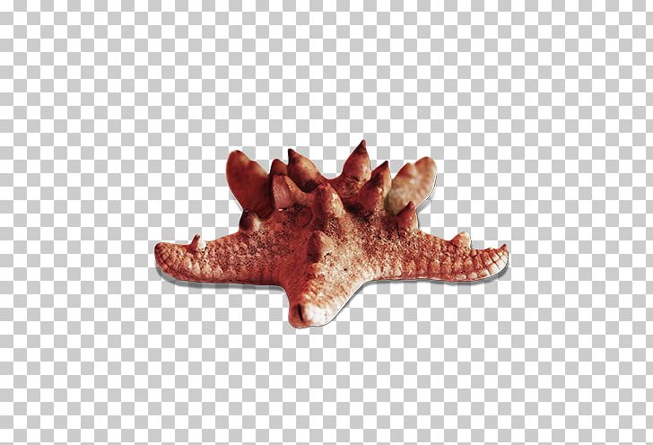 Starfish Sea PNG, Clipart, Animal, Animals, Animation, Clip Art, Creative Free PNG Download