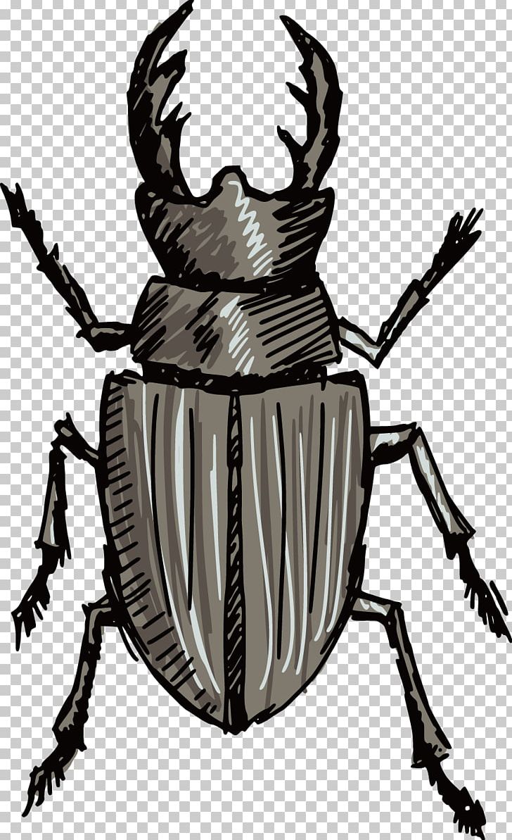 Volkswagen Beetle Stag Beetle Silhouette PNG, Clipart, Animal, Arthropod, Cartoon, Drawing, Fictional Character Free PNG Download