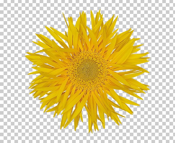 Common Daisy Stock Photography Yellow Flower Transvaal Daisy PNG, Clipart, Blackeyed Susan, Chrysanths, Common Daisy, Daisy Family, Dandelion Free PNG Download