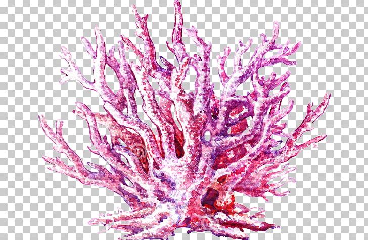 Coral Reef Jellyfish Watercolor Painting Stock Illustration PNG, Clipart, Art, Color, Coral, Coral Reef, Invertebrate Free PNG Download