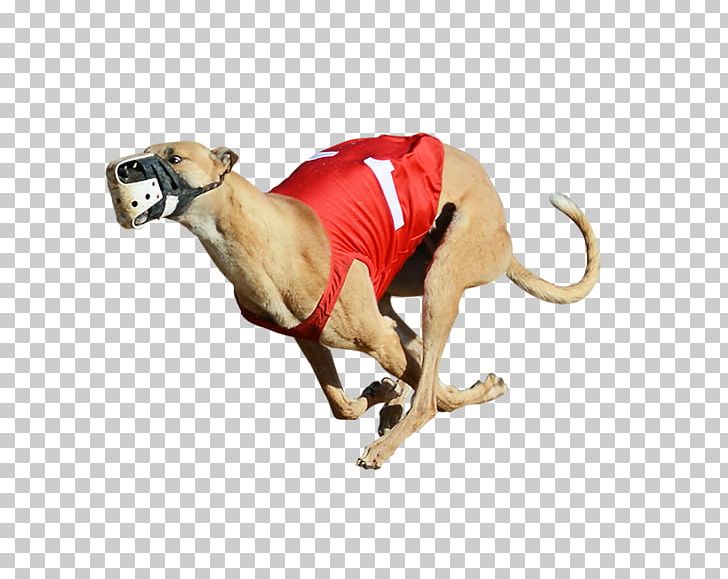 Derby Lane Greyhound Track Greyhound Racing Greyhound Lines 2017 English Greyhound Derby PNG, Clipart, Animal Figure, Bluff, Carnivora, Carnivoran, Dog Free PNG Download
