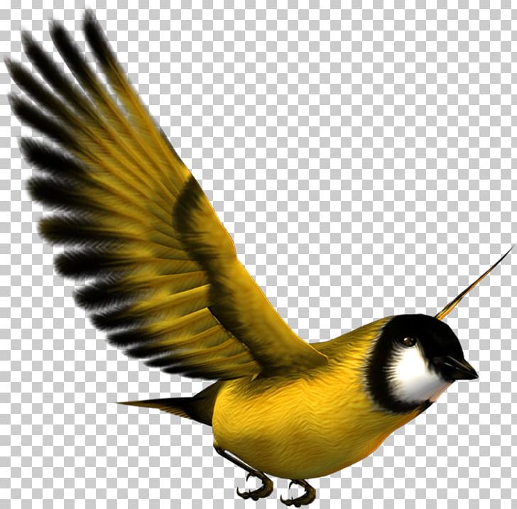 Finches Bird Eurasian Magpie Atlantic Canary Sparrow PNG, Clipart, Animals, Atlantic Canary, Beak, Bird, Bullfinch Free PNG Download