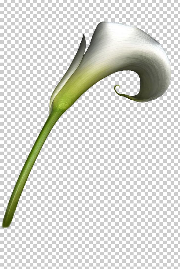 Flower Painting PNG, Clipart, Adobe Freehand, Arumlily, Computer Icons, Encapsulated Postscript, Flower Free PNG Download