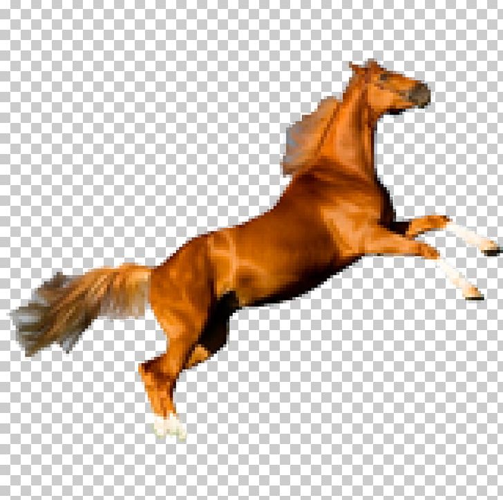 Horse Desktop PNG, Clipart, Animal Figure, Animals, Bridle, Computer Icons, Desktop Wallpaper Free PNG Download